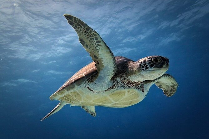 Discover Scuba Diving in Cozumel Paradise Reef - Timing reality check for cruise passengers