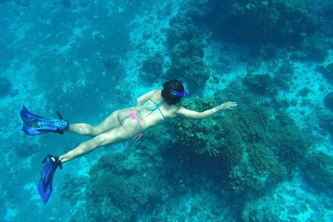 El Cielo and Snorkel Private Excursion - Stop 2: Palancar Reef, sea life time with a captain’s flexibility