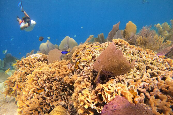 El Cielo and Snorkeling for Cruise Ship Passengers - Why This Cozumel Half-Day Hits the Best Reefs