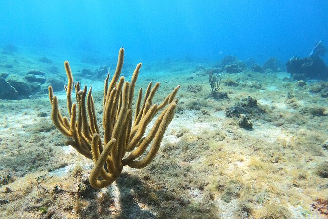 El Cielo and Snorkeling for Cruise Ship Passengers - What’s Included in Your Snorkel Setup (and Why It Matters)