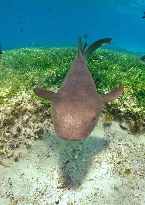El Cielo Cozumel private snorkel tour - Key things to know before you go