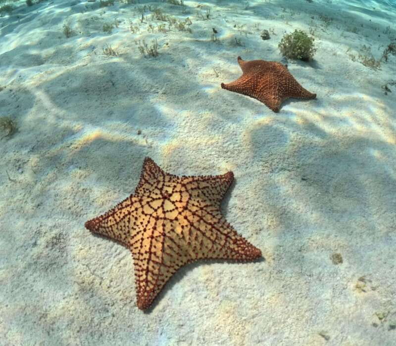 El Cielo Cozumel private snorkel tour - Snorkeling the Reef: Fish, Turtles, and Cat Sharks (If You’re Lucky)