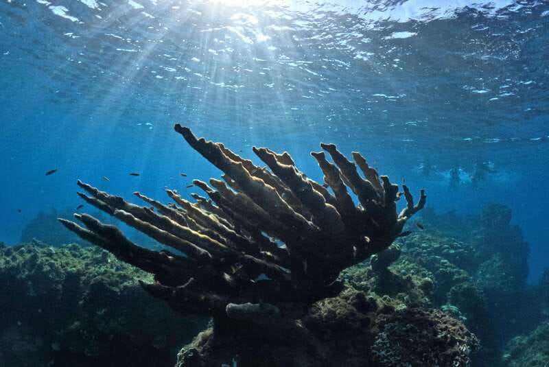 El Cielo Cozumel private snorkel tour - Meeting the Team at the Pharmacy-Adjacent Shaded Spot