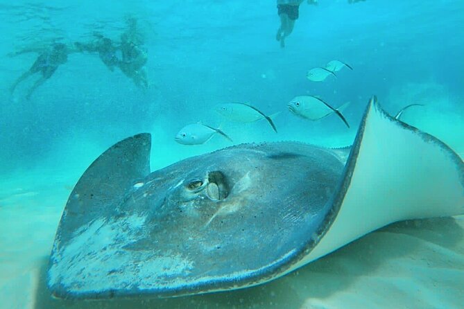 El Cielo Cozumel Snorkel Private Boat + Food + Drinks + Beach - El Cielito Natural Pool, Stingrays, and Manta-Ray Swim Time