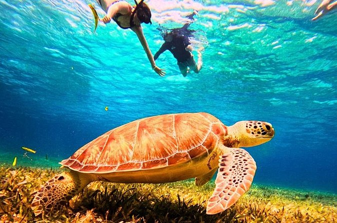 El Cielo Cozumel Snorkel Private Tour Big Group + Food Drinks - Palancar and Colombia reefs: what to focus on while you snorkel