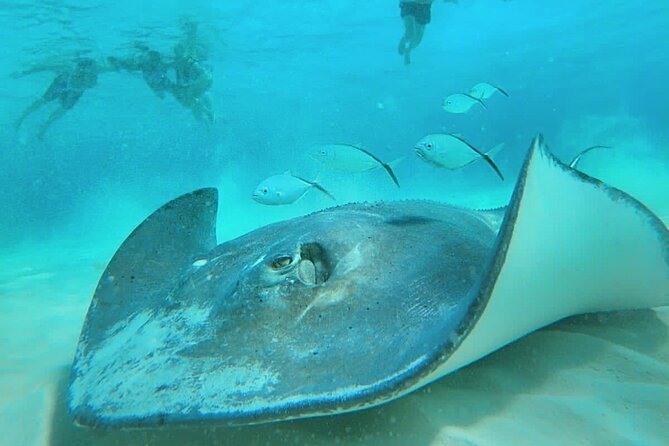 El Cielo Cozumel Snorkel Share Boat + Reefs + Food Drinks + Beach - Where you meet, and why San Francisco Beach Club is the key