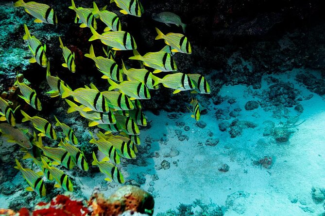 El Cielo Cozumel Snorkeling Tour - All-Inclusive - Key things that make this tour worth your attention