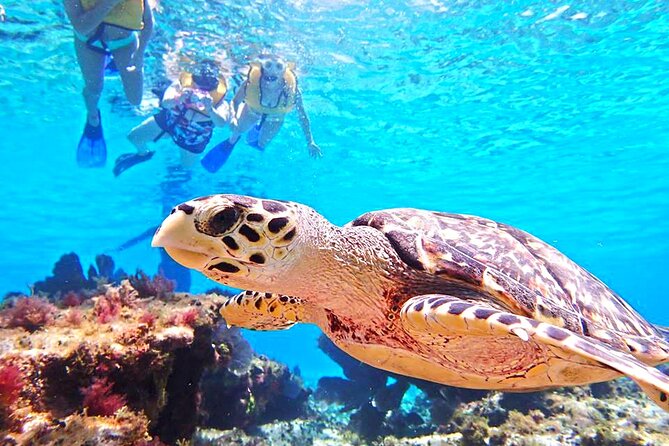 El Cielo Cozumel Snorkeling Tour - All-Inclusive - El Cielo time: how to enjoy Playa El Cielo without rushing