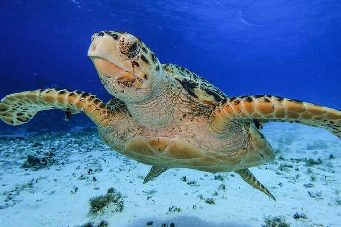 El Cielo Cozumel Snorkeling tour by Private Boat - Drinks, ceviche, photos, and the small things that matter