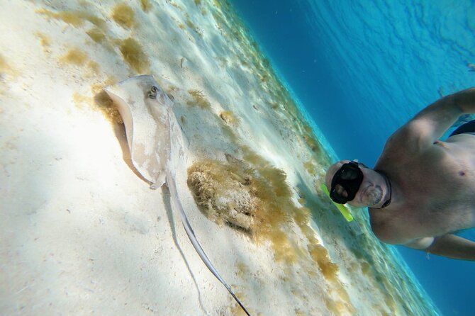 El Cielo Cozumel Snorkeling trip by Catamaran - What you can realistically spot: turtles, stingrays, and starfish
