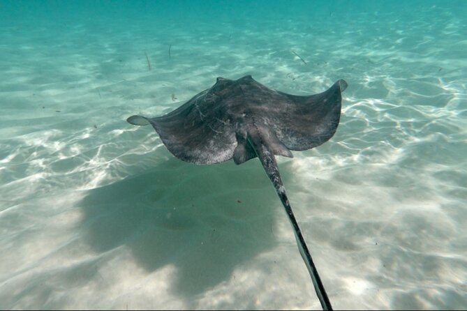 El Cielo Palancar and Columbia Snorkeling Tour - What this 4-hour Cozumel snorkeling day is really like