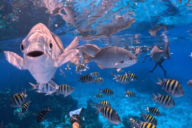 El Cielo Snorkeling Adventure in Cozumel - Playa El Cielo: the starfish sandbar and why shallow is the point
