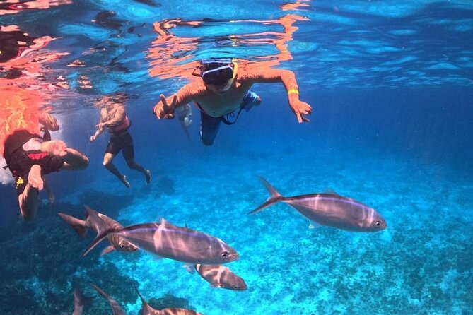 El Cielo Snorkeling Adventure in Cozumel - El Cielito near San Miguel de Cozumel: gentle currents and photo time