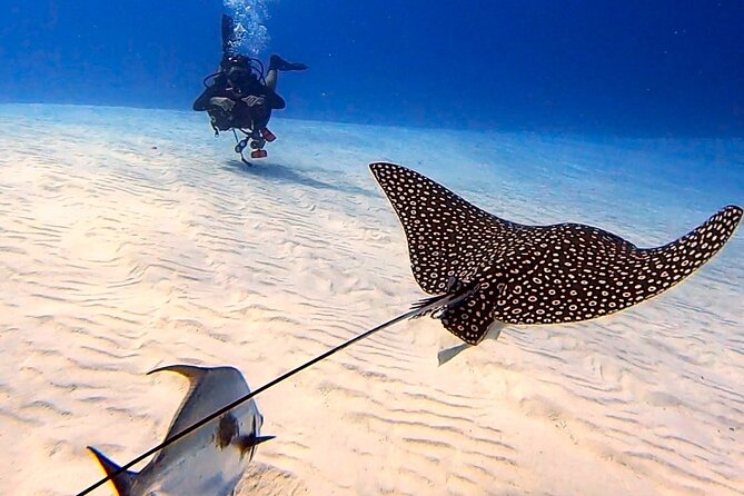 Enjoy two dives without previous experience with a boat trip - First-Timer Setup: Classroom Theory, Skills, and the 12-Meter Limit
