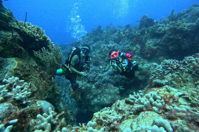 Enjoy two dives without previous experience with a boat trip - Inside Cozumel National Park: What You’re Likely to See Underwater