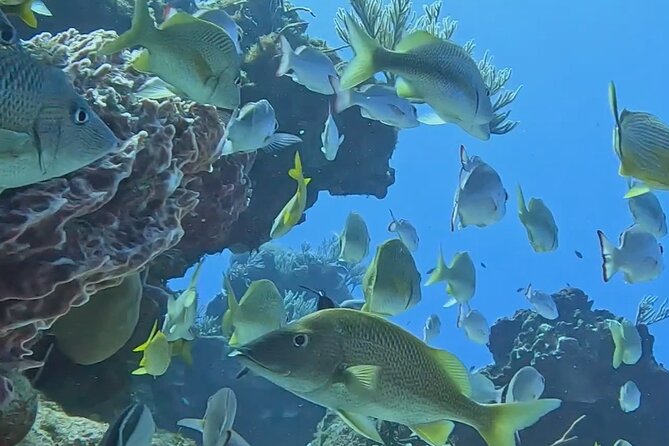 Enjoy two dives without previous experience with a boat trip - The Second Reef Session: Why Two Stops Beat One