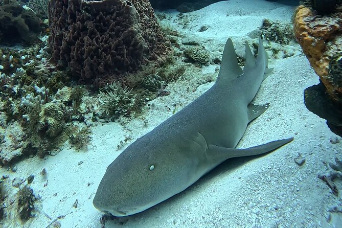 Enjoy two dives without previous experience with a boat trip - The Meal and the Souvenir Photo or Video Perk