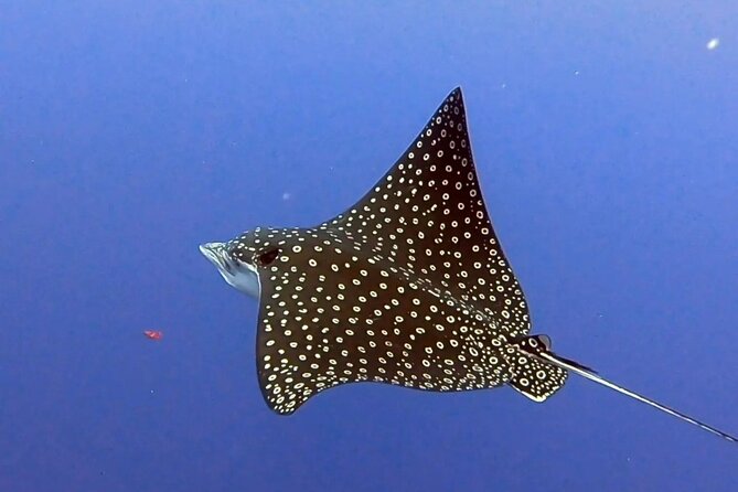 Enjoy two dives without previous experience with a boat trip - Price and Value: Is $227.43 a Fair Deal?