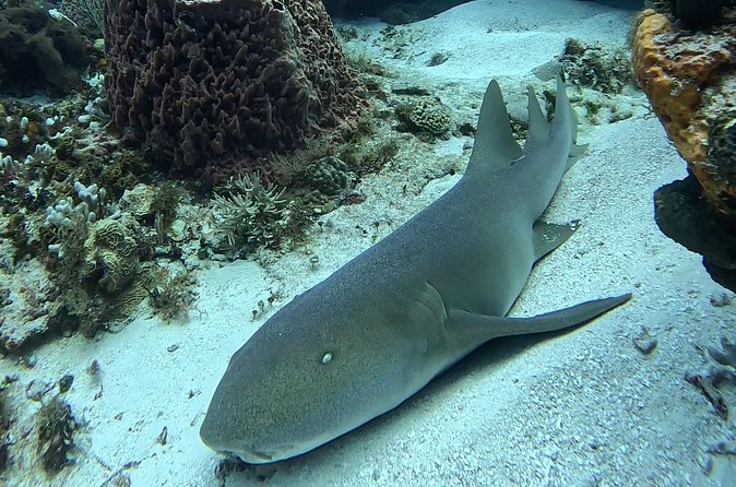 Enjoy two dives without previous experience with a boat trip - Who Should Book This Cozumel Beginner Scuba Program?