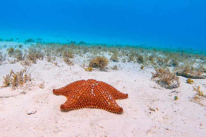 Exclusive Private Boat to El Cielo - Stop 2: Colombia Deep Reef (20 minutes) for a second reef hit