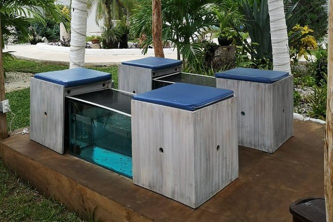 Fish Spa, Beach Break with Lounge Chairs, Umbrellas & Beach Area - Fish Spa Meets Beach Club in Cozumel