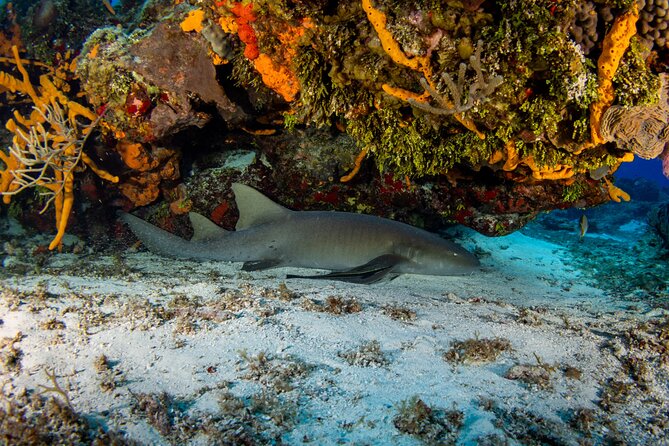 Fun dives Cozumel south marine park - Cozumel’s south marine park, and why it matters