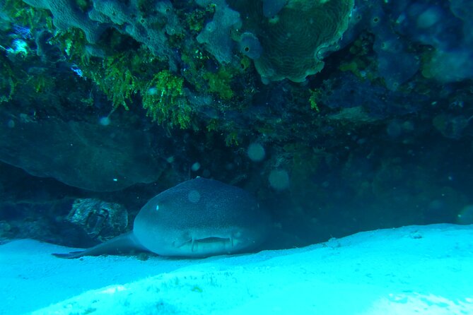Fun dives Cozumel south marine park - First underwater session: calm drifting over coral