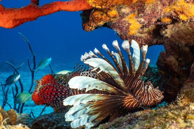 Fun dives Cozumel south marine park - Second underwater session: wall drops, corals, and big scenery