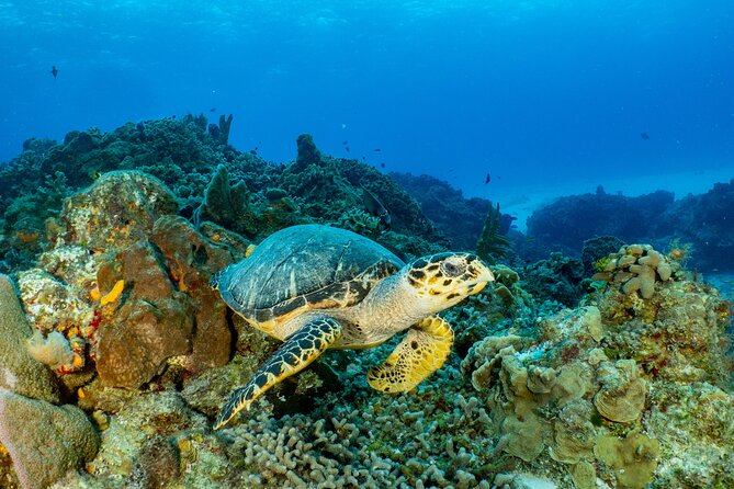 Fun dives Cozumel south marine park - Safety, briefings, and how to get the most out of your guide