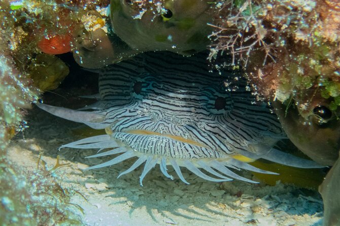 FunDiving in Cozumel - By Ferry - 2 Tanks in the wonderful Caribbean sea - Included tanks and weights, plus what costs extra for gear