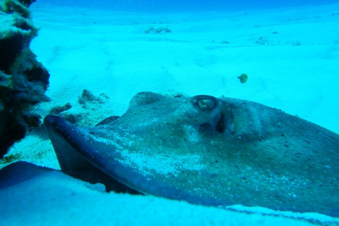 FunDiving in Cozumel - By Ferry - 2 Tanks in the wonderful Caribbean sea - Guides, pace, and why names come up for a reason