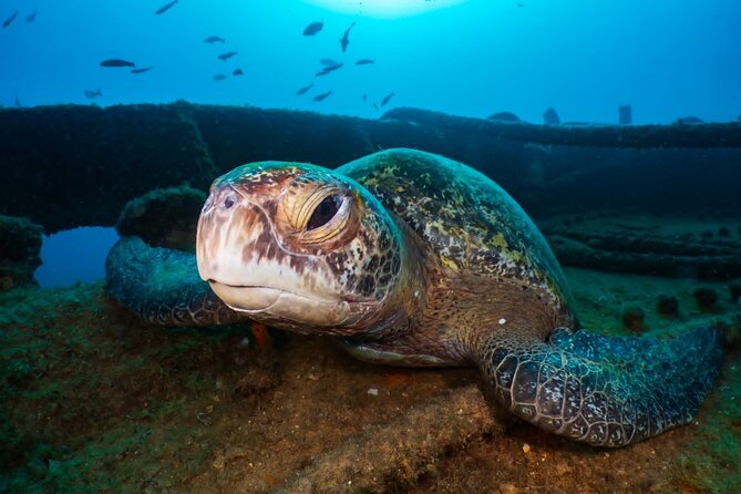Introductory Diving Class in the Cozumel Reefs - Group size, attention, and why up to 2 people changes everything
