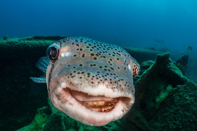 Introductory Diving Class in the Cozumel Reefs - English instruction and what that means for your first day