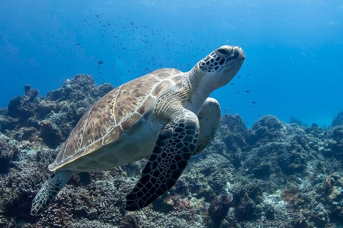 Introductory Diving Class in the Cozumel Reefs - Shallow practice at 1 to 2 meters, where confidence is built