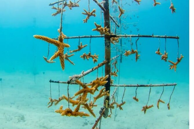 Museum for Coral Preservation with Chankanaab Park and OTOCH - Why this coral preservation museum tour is more meaningful than a typical reef stop