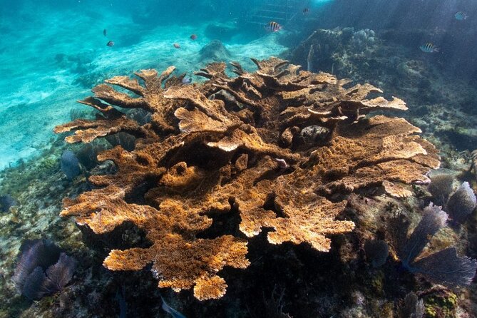 Museum for Coral Preservation with Chankanaab Park and OTOCH - Chankanaab Park: a logical outdoor reset after the reef lesson