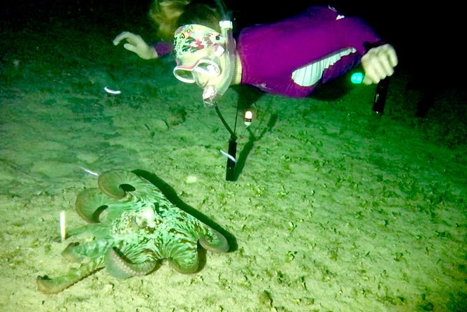 Night Snorkeling - Observation of octopus and other species - Flashlights, Diving Lamps, and How You Swim Together