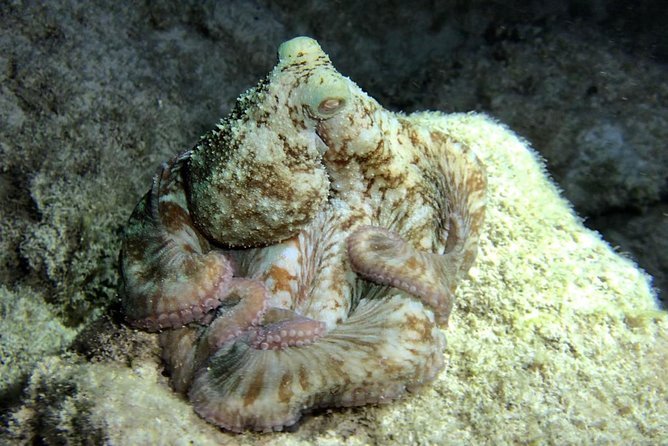 Night Snorkeling - Observation of octopus and other species - What You Might See After Dark (and Why It’s Better at Night)