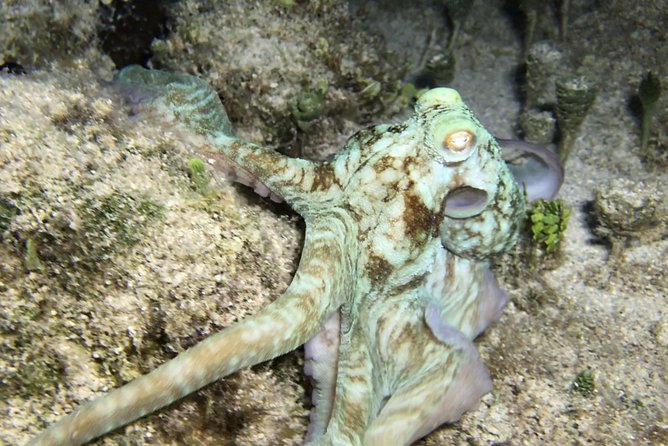 Night Snorkeling - Observation of octopus and other species - Safety, Animal Distance, and the No-Contact Rule