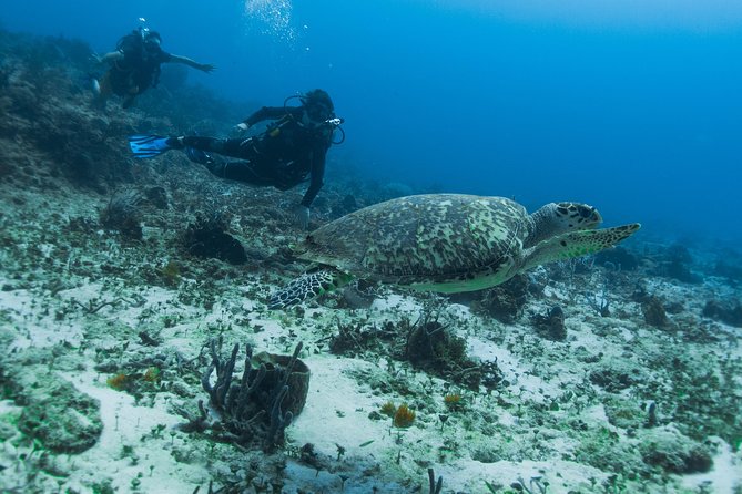 Open Water Course Cozumel - Pool training that fixes buoyancy, trim, and kicking habits early