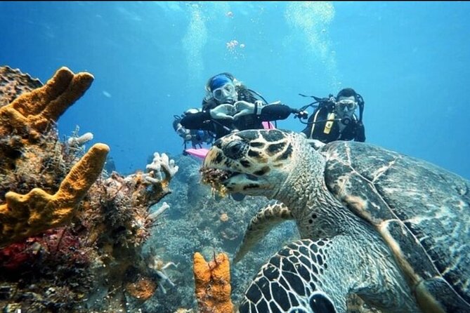 Open Water Diver Course - Practical Logistics for Your Schedule in Cozumel