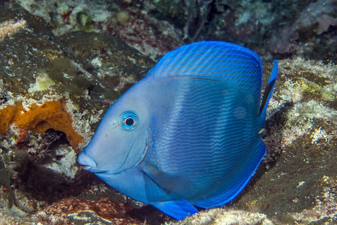 PADI Discover Scuba Diving Tour in Cozumel - Guide quality, safety, and why small groups matter