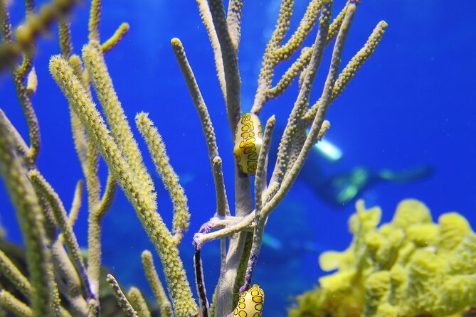 PADI Discover Scuba Diving Tour in Cozumel - Equipment and what is included for $207