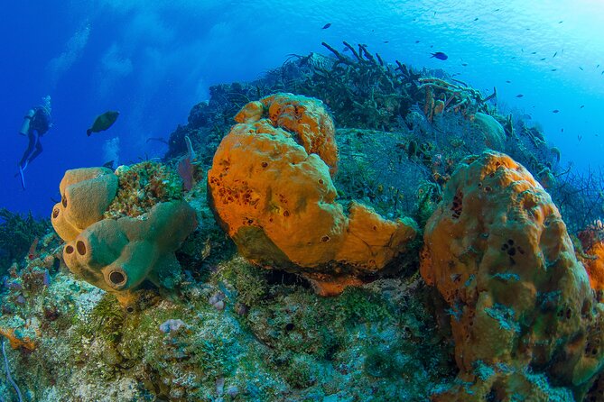PADI Discover Scuba Diving Tour in Cozumel - Transportation: the one detail that can make or break the day