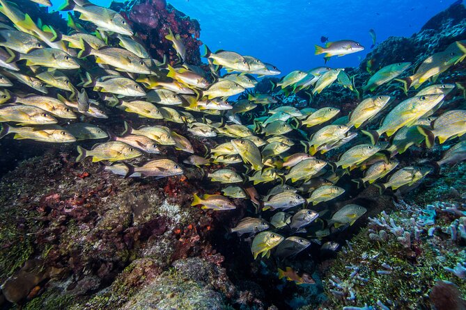 PADI Discover Scuba Diving Tour in Cozumel - Pool practice is where confidence gets built