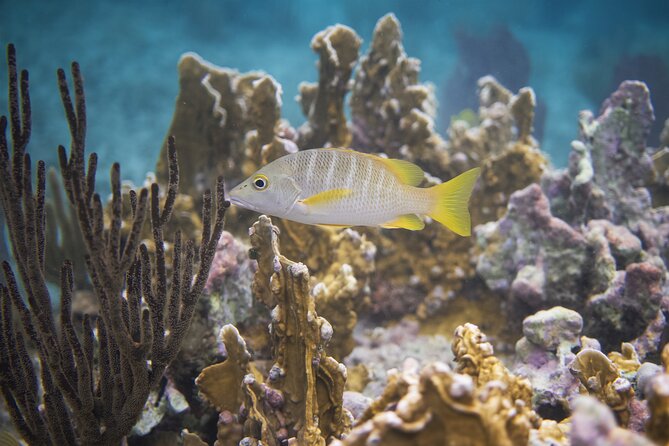 Private Customizable Shore Snorkel and Beach Lunch in Cozumel - Shore Snorkeling off Parque Nacional Arrecifes de Cozumel, From the Beach