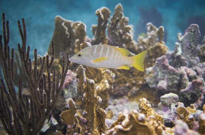 Private Customizable Shore Snorkel and Beach Lunch in Cozumel - Weather Rules and Common-Sense Tips for Your Best Day
