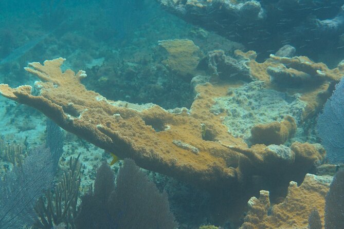 Private Customizable Shore Snorkel and Beach Lunch in Cozumel - The Eco-Briefing: How You Enjoy the Reef Responsibly
