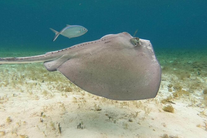 Private snorkeling tour to El Cielo - A private 4-hour plan that actually feels efficient
