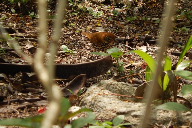 Private Tour: Birdwatching Cozumel Island - Why Cozumel birding feels different from a casual walk